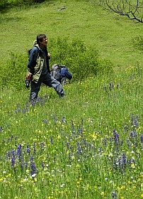 Picos haymeadows in June © Teresa Farino